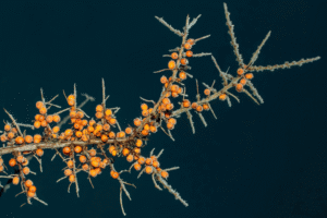 Everything You Need to Know About Sea Buckthorn and Its Benefits