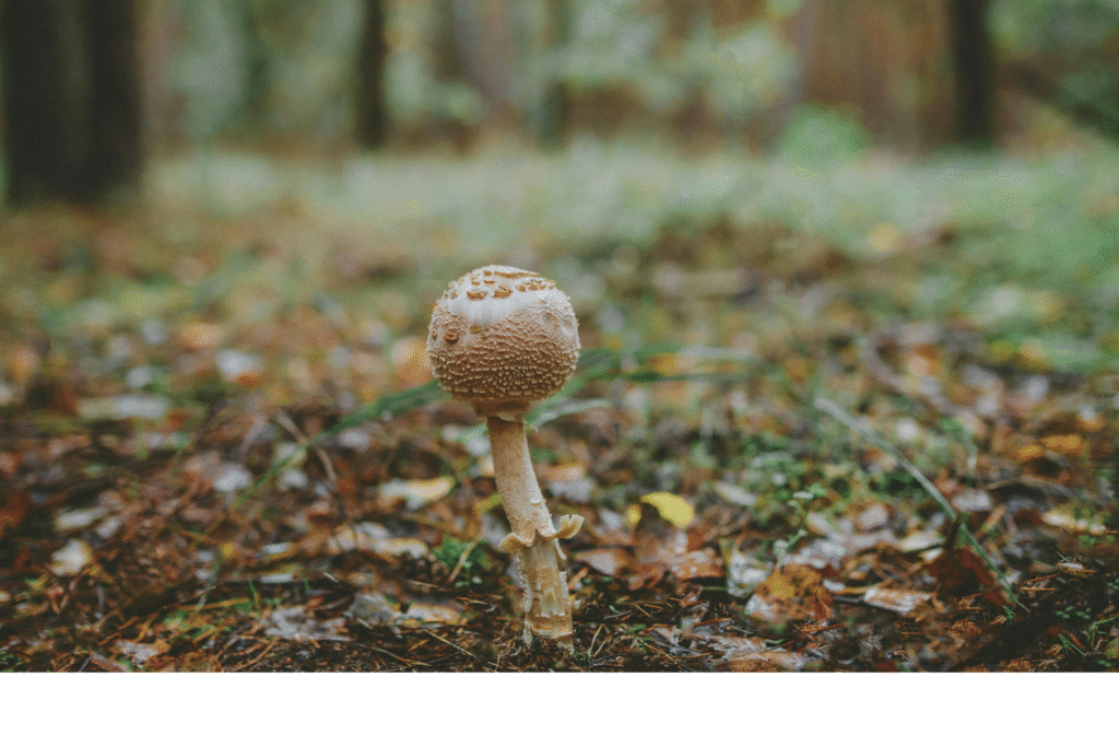 Ophiocordyceps sinensis